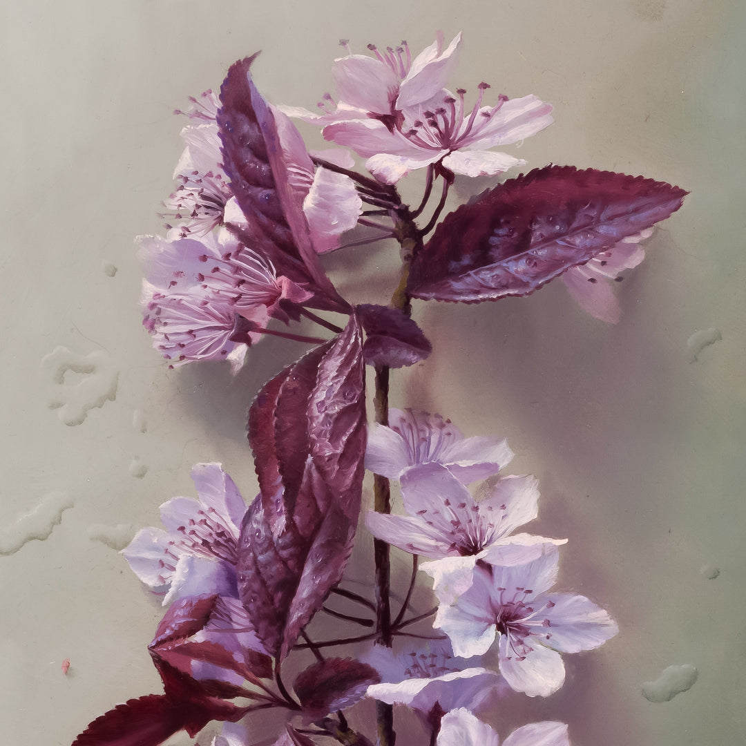 sakura bloom