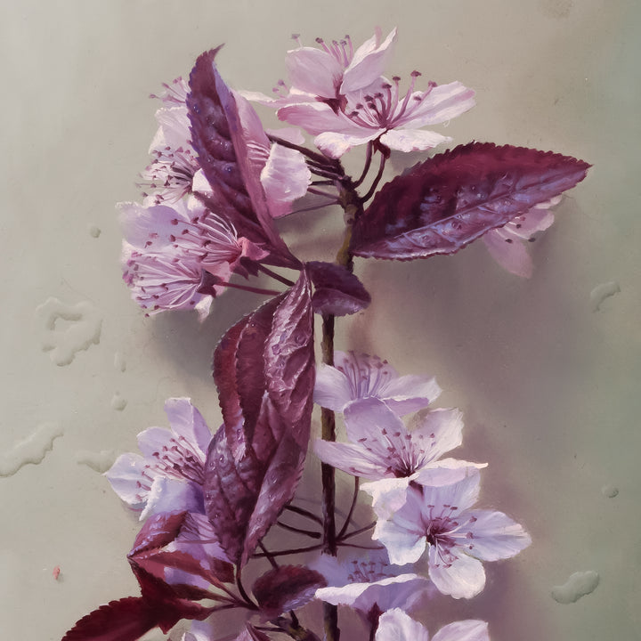 sakura bloom